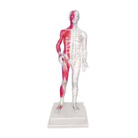 Modello anatomico corpo umano maschile 85 cm